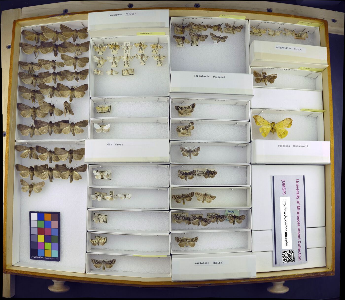 Grotella binda image