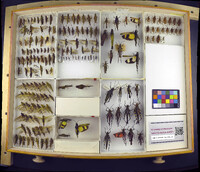 Media resource of Chrotogonus senegalensis