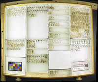 Media resource of Bembidion patruele