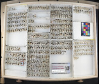 Media resource of Cuerna alba