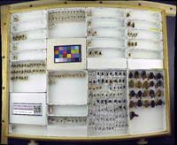 Media resource of Xenoglossa strenua