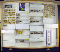 Media resource of Heliothis belladonna