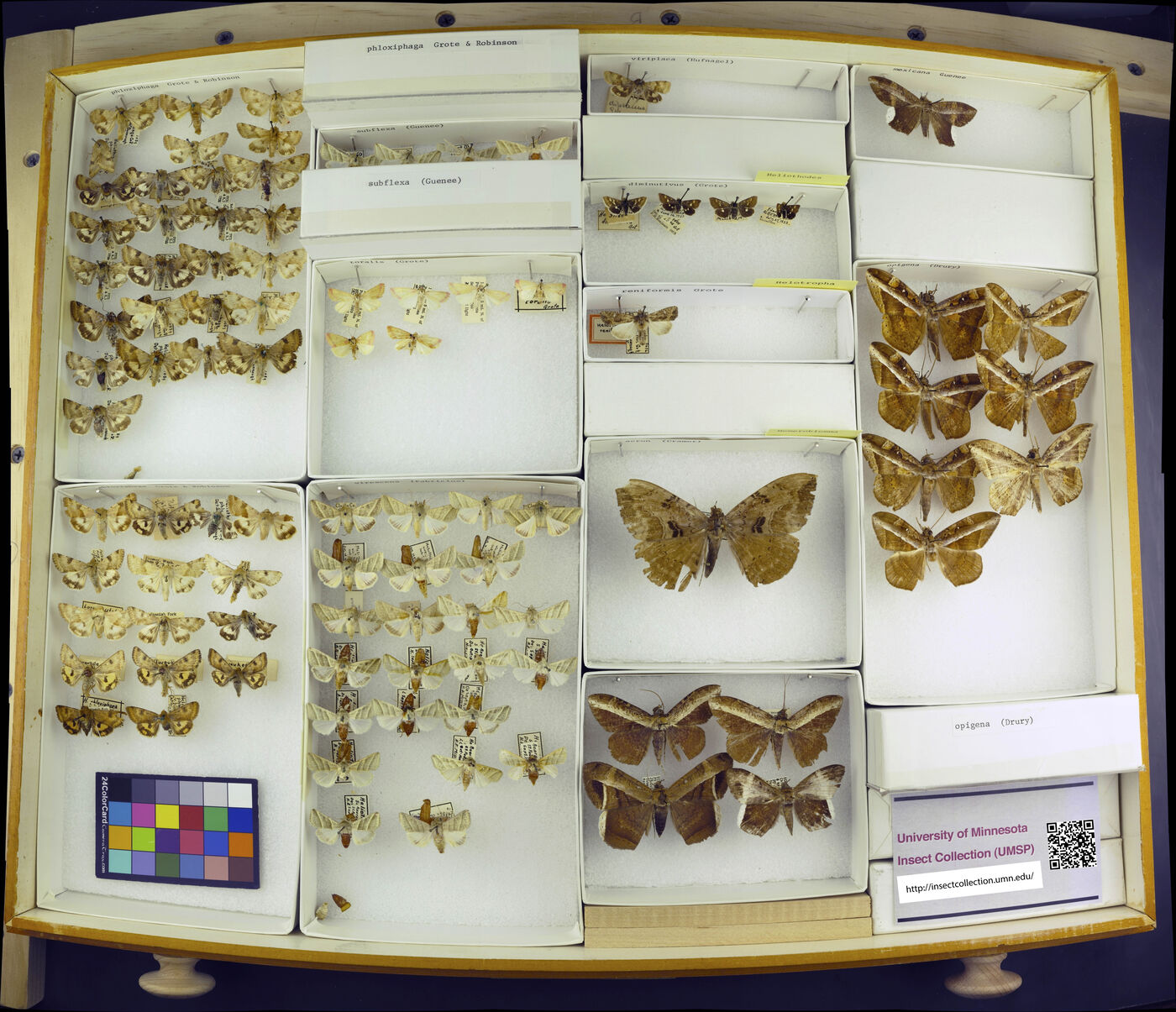 Heliothodes diminutiva image