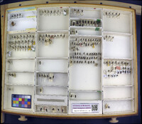 Media resource of Colletes aberrans