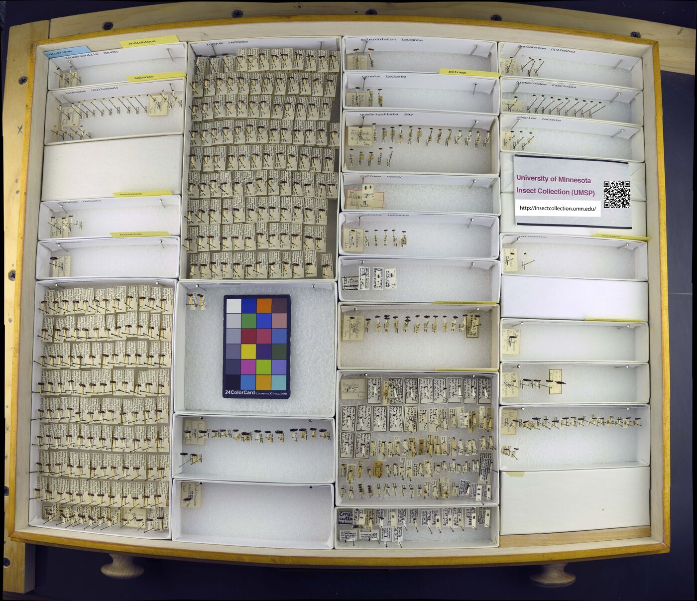 Acolobicus erichsoni image