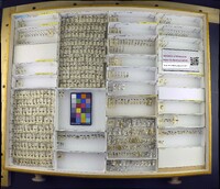 Acolobicus erichsoni image