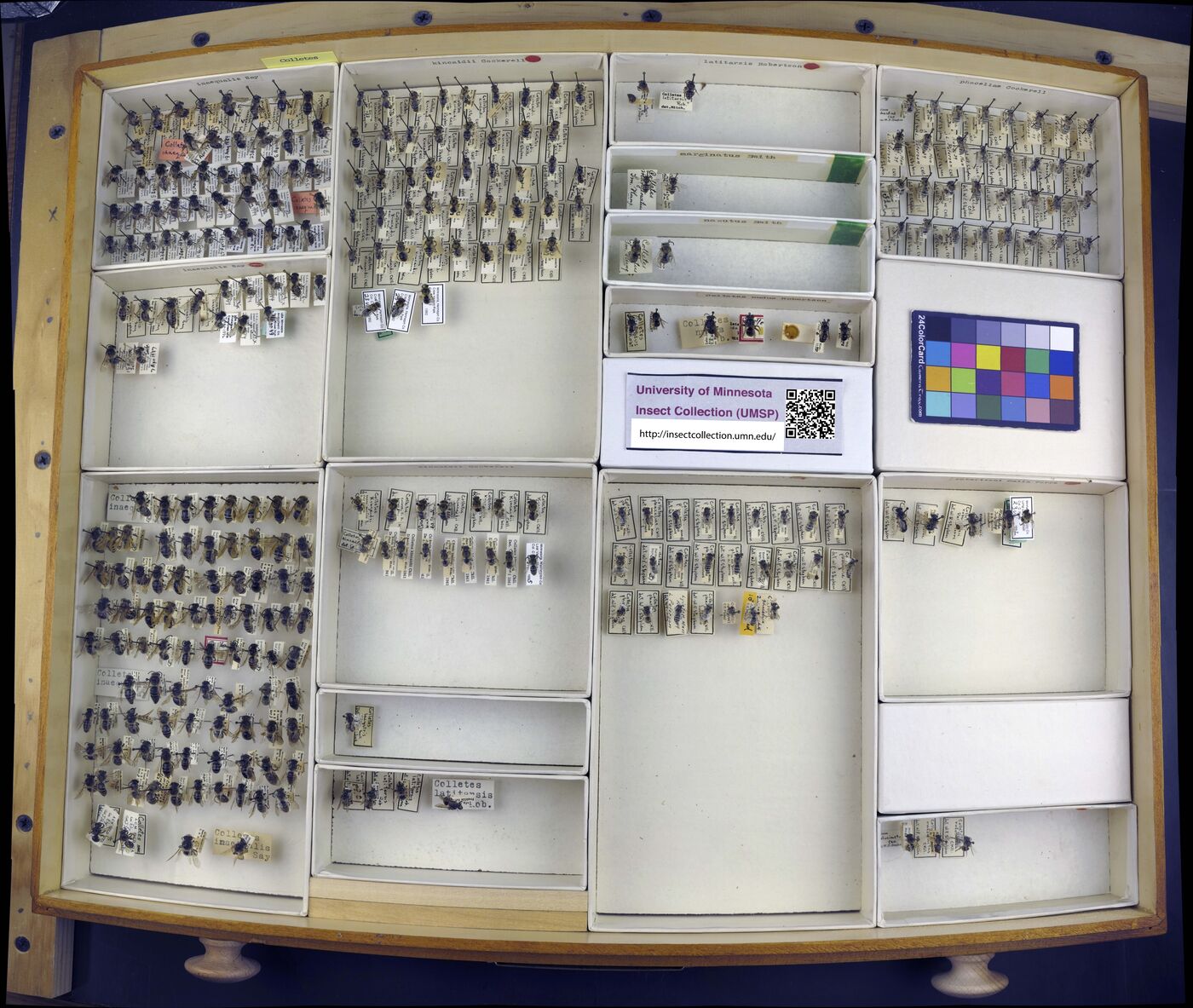 Colletes inaequalis image