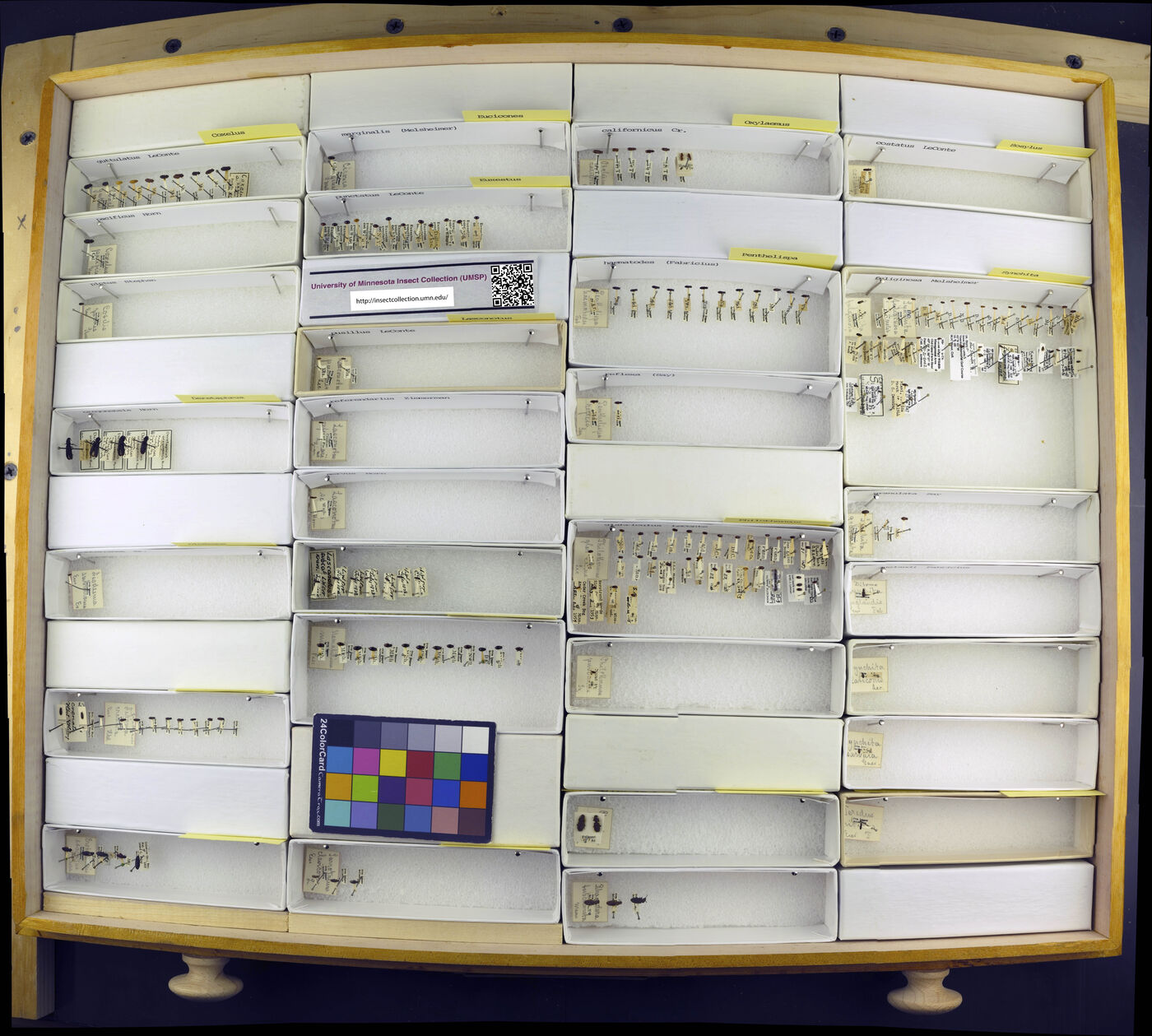 Namunaria guttulata image