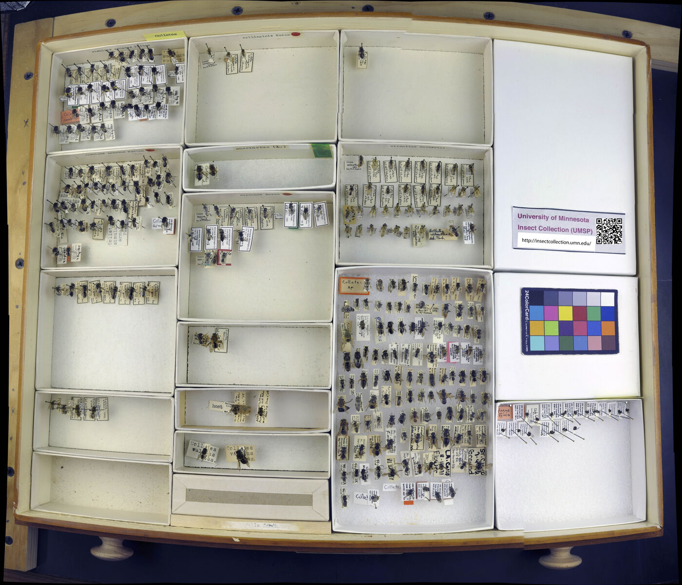 Colletes simulans image