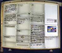 Media resource of Colletes simulans