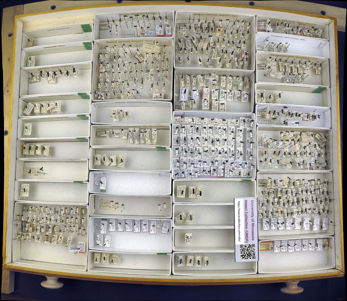 Hylaeus ellipticus image