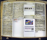 Media resource of Palaeorhiza tetraxantha