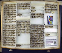 Media resource of Lacanobia atlantica