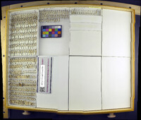 Media resource of Trigonogenius globulus