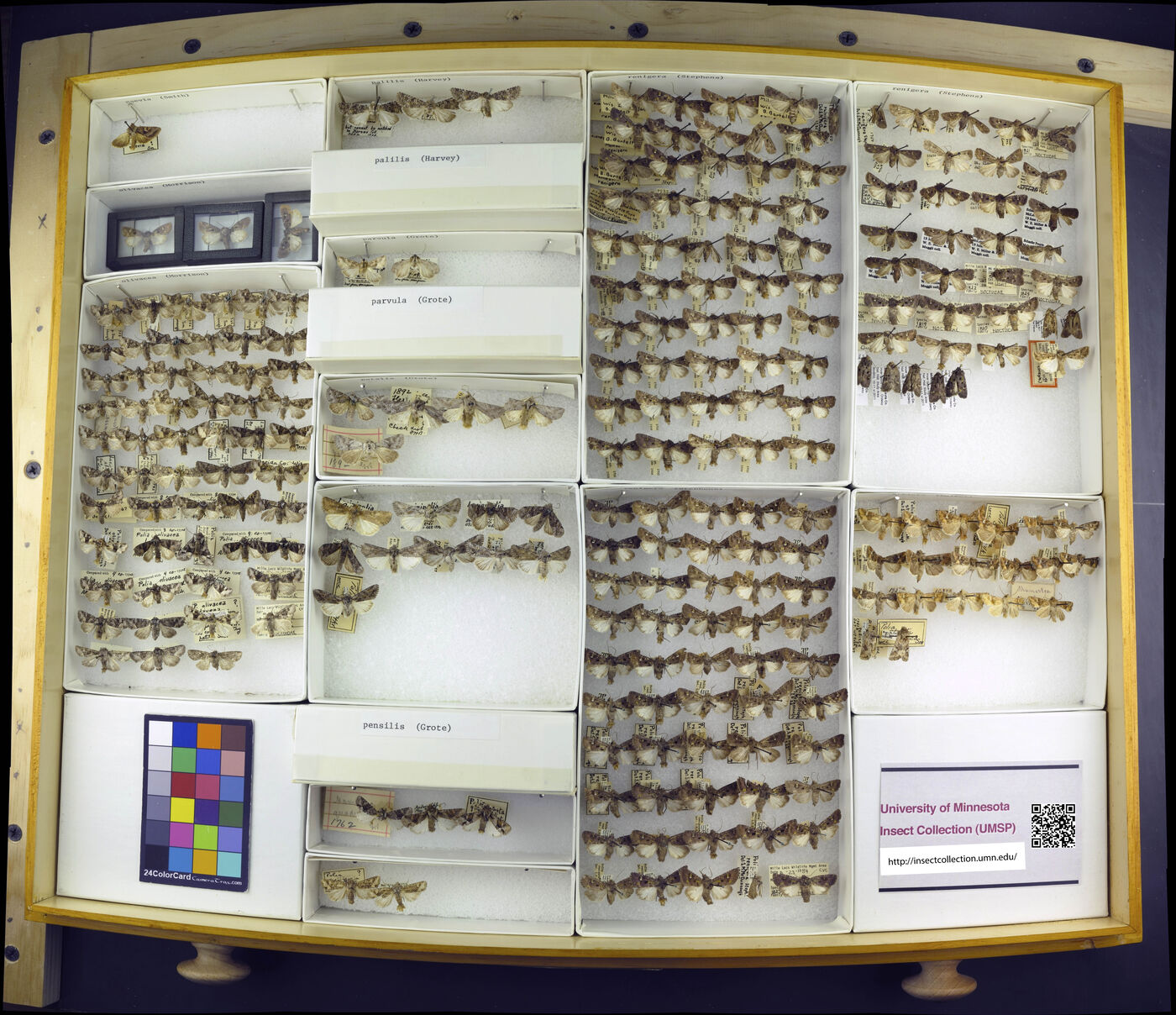 Lacinipolia naevia image