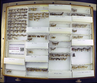 Media resource of Lamprotes caureum