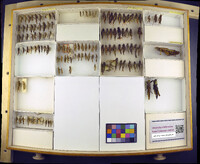 Media resource of Conozoa wallula