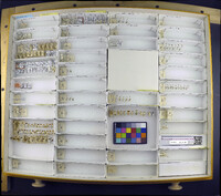 Media resource of Atomaria caseyi