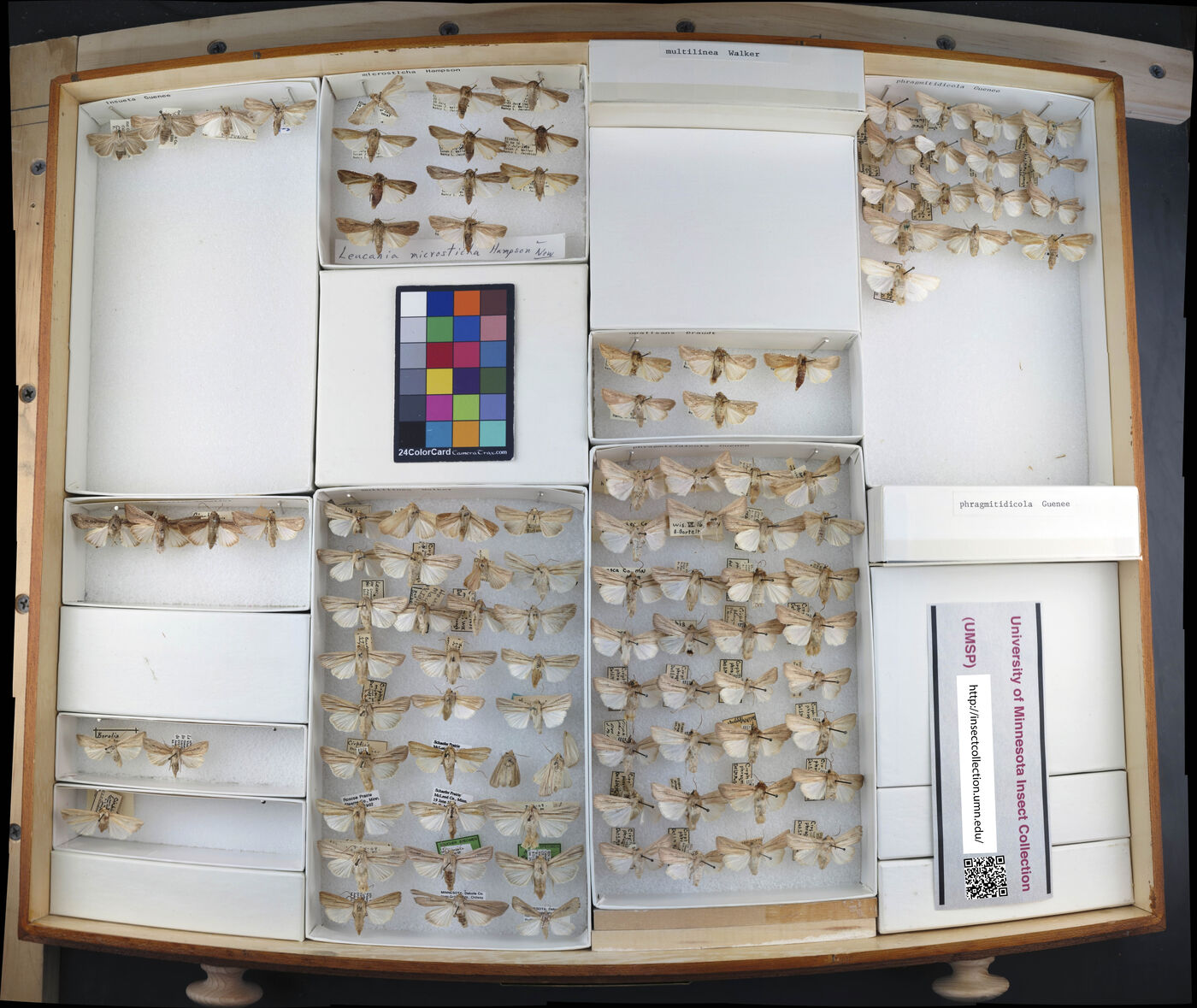 Leucania insueta image