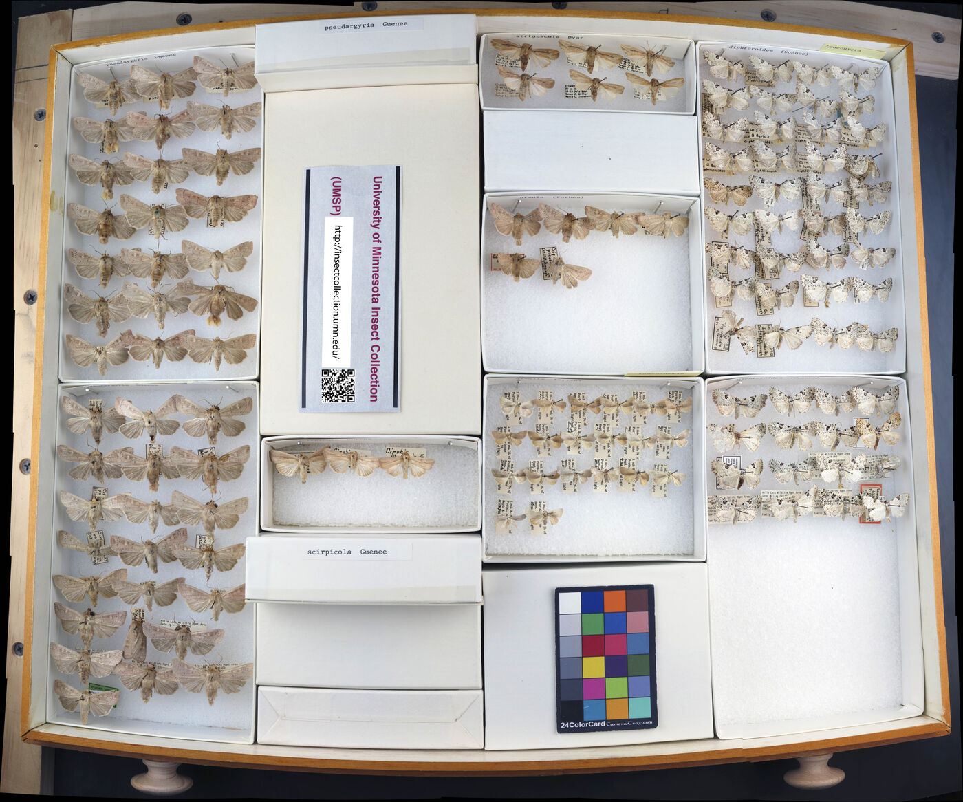 Leucania pseudargyria image