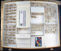 Media resource of Leucania pseudargyria