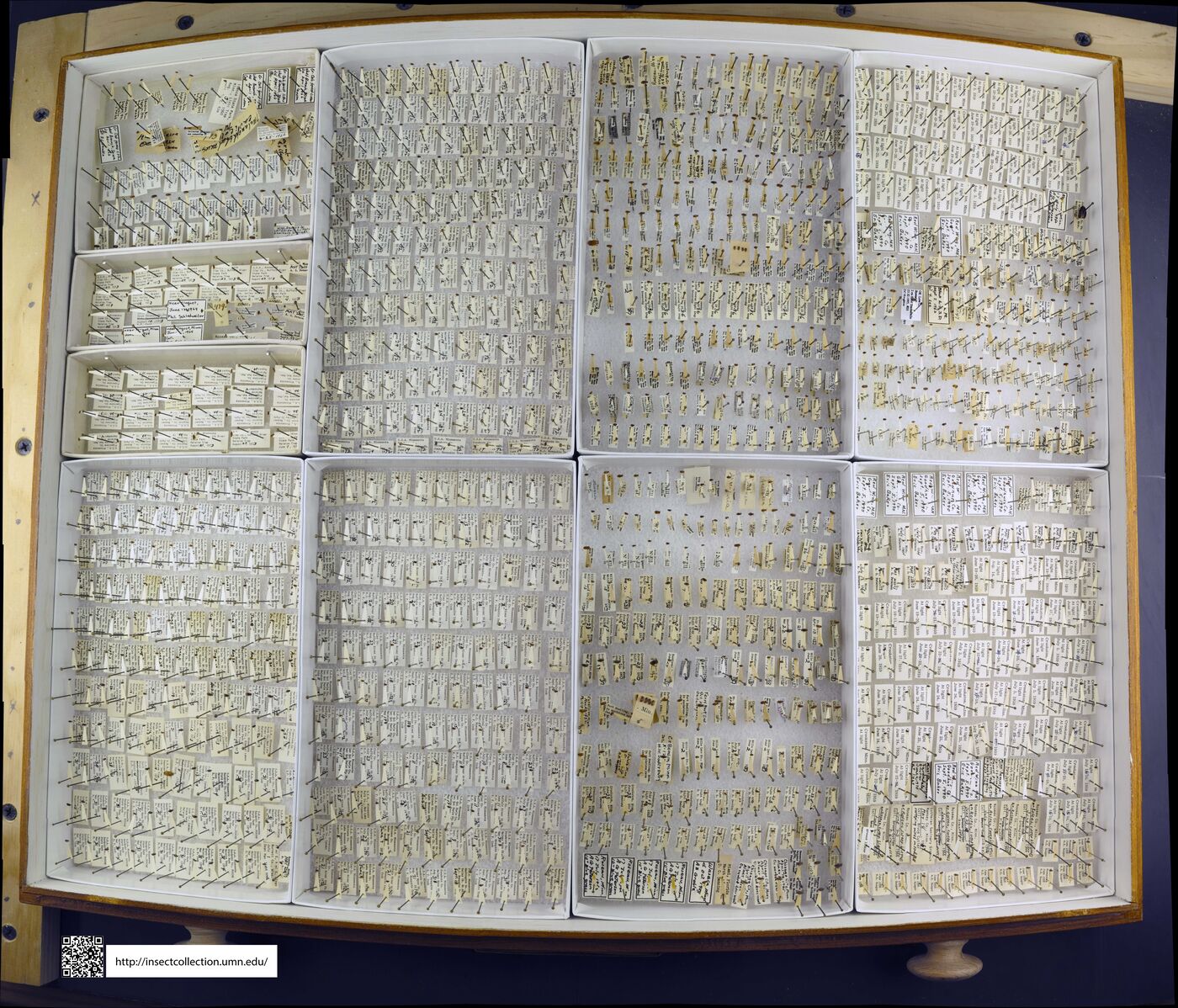 Cryptophagidae image