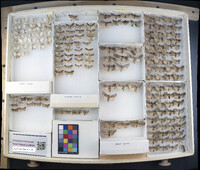 Media resource of Litholomia napaea