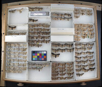 Media resource of Lithophane consocia