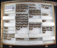 Media resource of Lithophane lemmeri