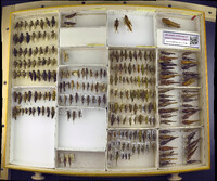 Media resource of Dactylotum pictum