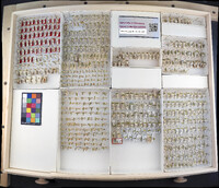 Media resource of Draeculacephala angulifera