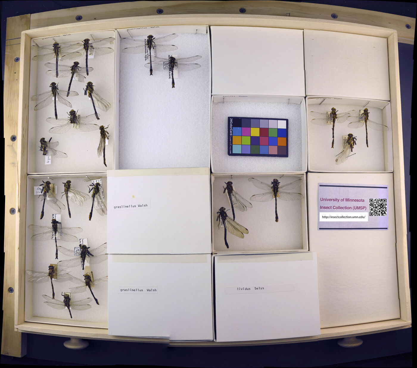 Phanogomphus graslinellus image