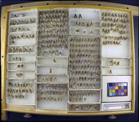 Media resource of Panorpa amurensis