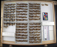 Media resource of Macronoctua onusta