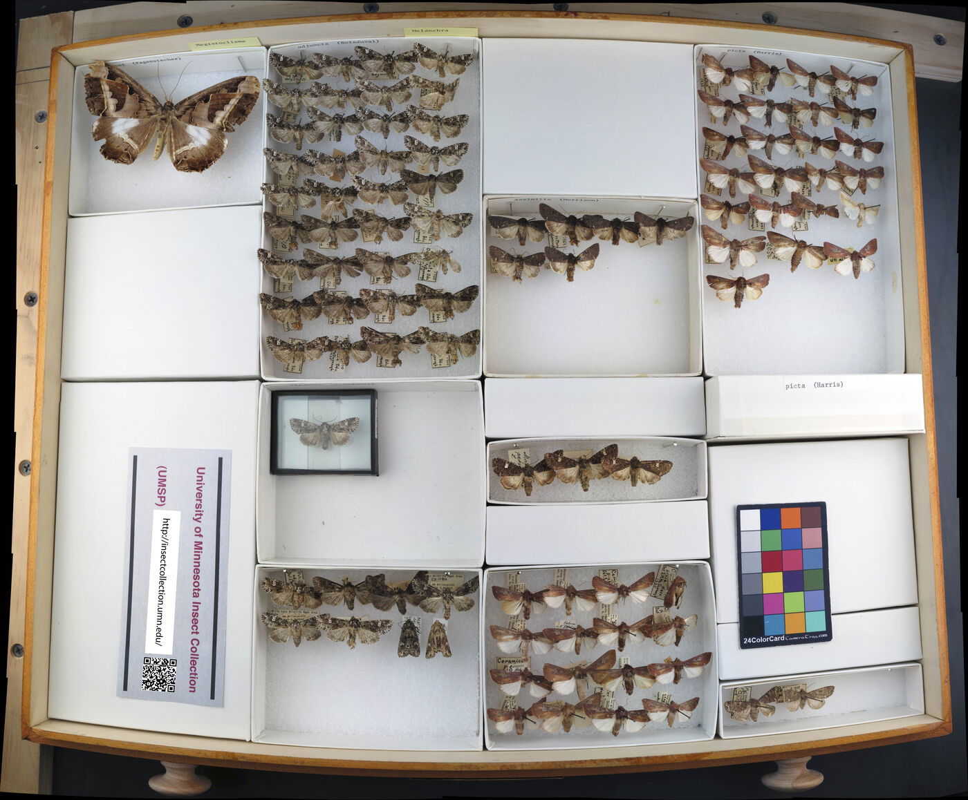 Melanchra assimilis image