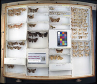 Media resource of Metaxaglaea inulta