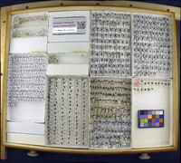 Media resource of Ericmodes sylvaticus