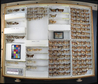 Media resource of Nephelodes carminata