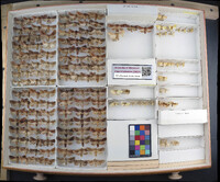 Media resource of Nephelodes minians