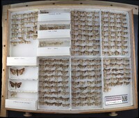 Media resource of Ogdoconta cinereola