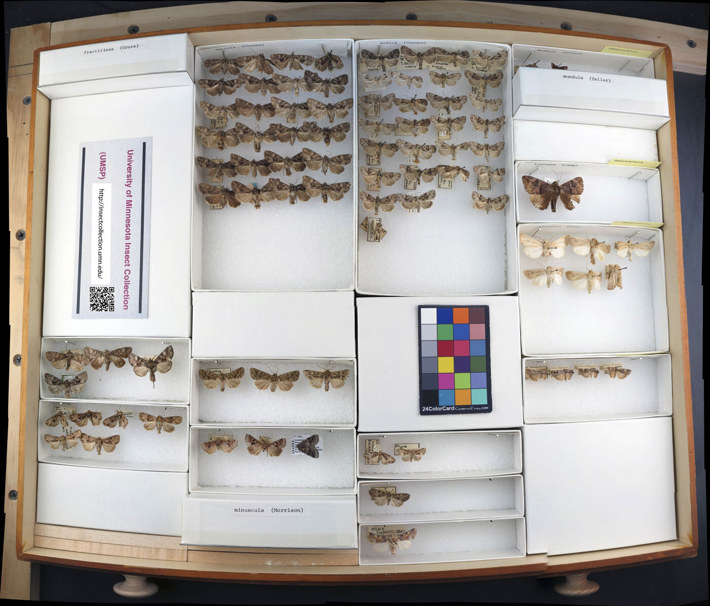 Oligia minuscula image