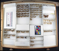 Media resource of Oligia minuscula