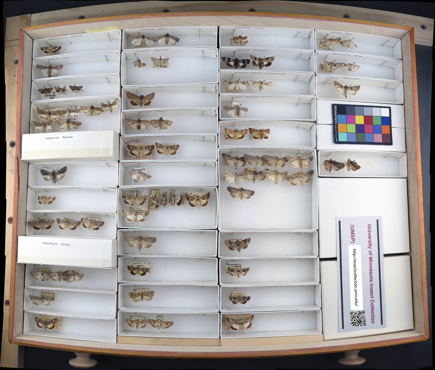 Leucania albifasciata image