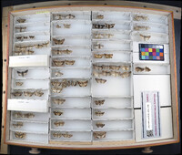 Media resource of Leucania albifasciata