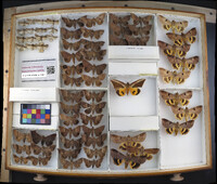 Media resource of Agrotis rileyana