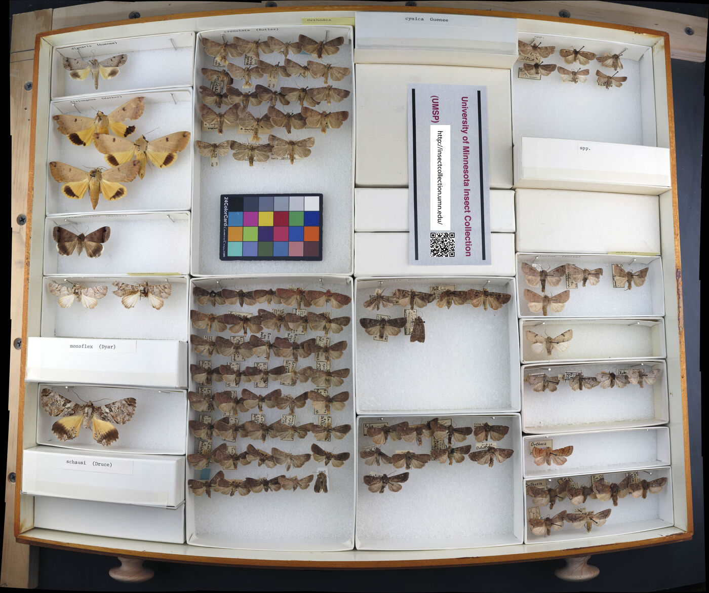 Orthodes cynica image