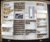 Media resource of Orthodes cynica