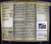 Media resource of Bittacus strigosus