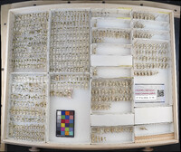 Media resource of Drionia nigra