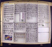 Media resource of Amphichorema costiferum